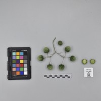 CIP760472_HHA 6664_B.JPG