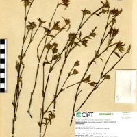 1159 herbarium