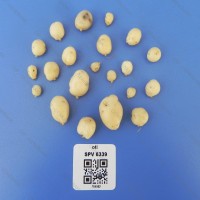 CIP 764062 Tuber
