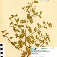 8900 herbarium