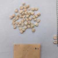 CIMMYTMA 911 - Reference Inventory.jpg