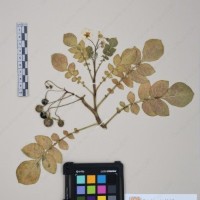 CIP 761452_OCH 12089_05.jpg