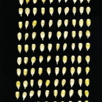 CIMMYTMA 24597 MEXI 679 TC24U-2903-193 K.jpg