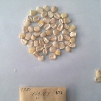 CIMMYTMA 672 - Reference Inventory.jpg