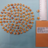 CIMMYTMA 14156 - Reference Inventory.jpg