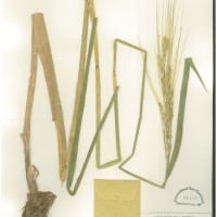 IRGC 88815 Herbarium