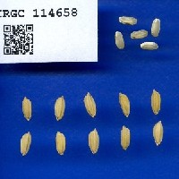 IRGC 114658 Seed Photo