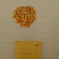 CIMMYTMA 5012 - Reference Inventory.jpg