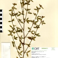 11718 herbarium