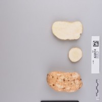 CIP 422514 (root).jpg