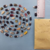 CIMMYTMA 7528 - Reference inventory.jpg