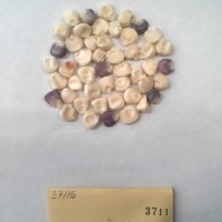 CIMMYTMA 3711 - Reference Inventory.jpg