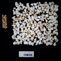 Popped and not popped comparison labeled.jpg