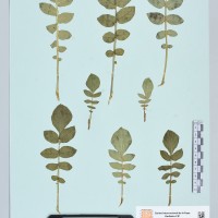 200069_HHCH 5071 CIP 760339.JPG