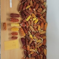 CIMMYTMA 10424 APUC 163 TC18U-2903-4.jpg