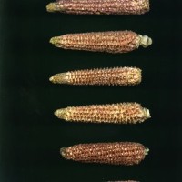 CIMMYTMA 31795 CUZ 76 TC22U-2902-36 C.jpg