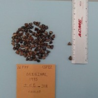 CIMMYTMA 16794 - Reference Inventory.jpg