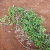 Centrosema plumieri 203 plant.JPG