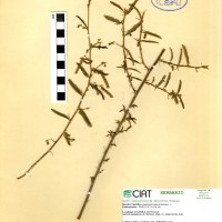 9935 herbarium