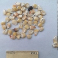 CIMMYTMA 2068 - Reference Inventory.jpg