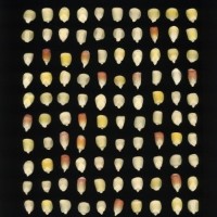 CIMMYTMA 26818 GUAN 400 BA22U-2903-71 K.jpg