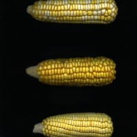 CIMMYTMA 5202 GUAT 158 AF20A-0903-105 E.jpg