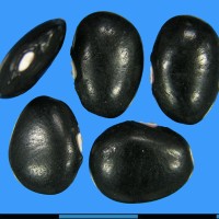 G25598 seed.jpg