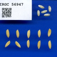 IRGC 56947 Seed Photo