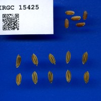 IRGC 15425 Seed Photo