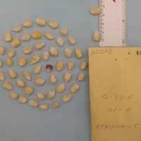 CIMMYTMA 6027 - Reference Inventory.jpg