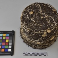 CIP760581_VSOA 46_Tb.JPG