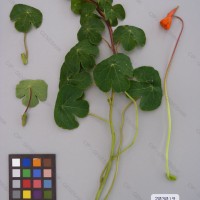 CIP 203019 Herbarium