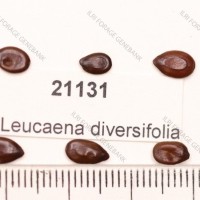 21131.jpg