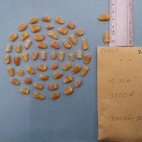 CIMMYTMA 7494 - Reference inventory.jpg