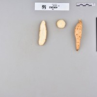 CIP 400262 (root).jpg