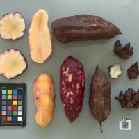 CIP 205028 (root).jpg