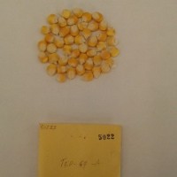 CIMMYTMA 5022 - Reference Inventory.jpg