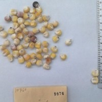 CIMMYTMA 1076 - Reference Inventory.jpg