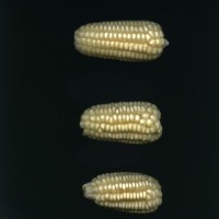 CIMMYTMA 249 OAXA 31 PV22A-1903-123 E10260 _compress.jpg