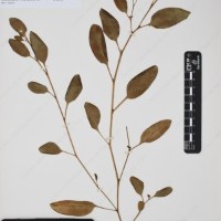 CIP 761364_OCH 11954_01.jpg