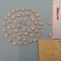 CIMMYTMA 5213 - Reference Inventory.jpg