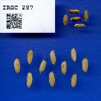 IRGC 287 Seed Photo