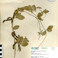 7243 herbarium