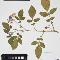 CIP 760433_HHA 6521_11.jpg