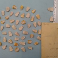 CIMMYTMA 5769 - Reference Inventory.jpg