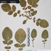 CIP 761474_OCH 13019_02.jpg