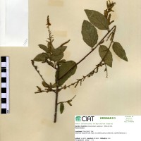 23976 herbarium
