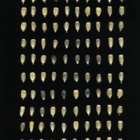 CIMMYTMA 25169 MEXI 688 TC24U-2903-151 K.jpg