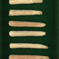 CIMMYTMA 27147 BRAZ PR032 AF19A-0903-199 C.jpg