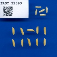 IRGC 32593 Seed Photo